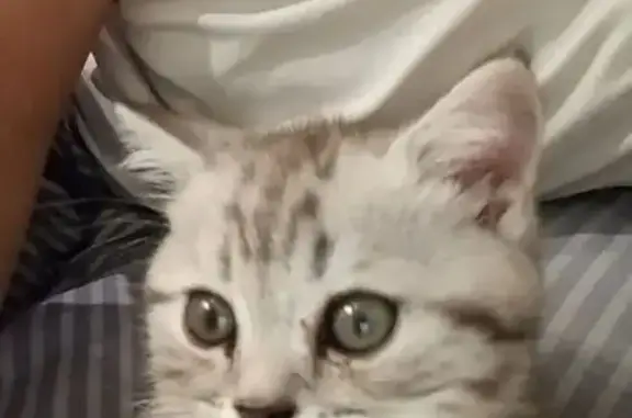 Пропал кот, бульвар Гусева, городской округ Тверь - белый с серыми полосками - photo