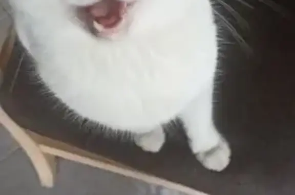 Найдена кошка, Краснодар, фото: Найден кот, Путейская улица, 24, Краснодар - белый с жёлтыми глазами