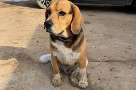 Найдена собака, Калининский, фото: Найден собака, Калининский - прибился к стройке