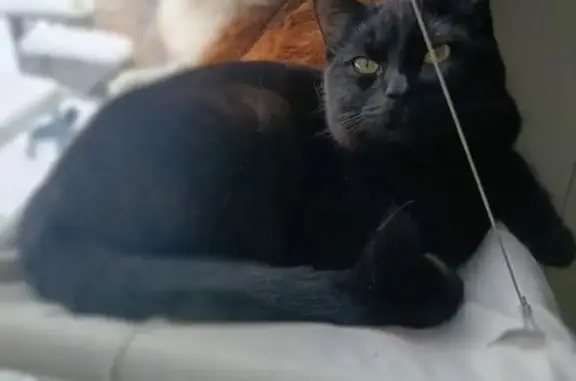 Пропала кошка, улица Пржевальского, 46, Тверь - черная с жёлтыми глазами - photo