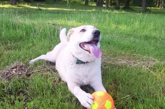 Пропала собака, «Восток», Перевозский - светлая Бетти с зеленоватым ошейником - photo