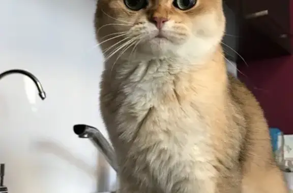 Пропала кошка, улица Стачек, 61, Ярославль - золотистый окрас, зовут Еся - photo