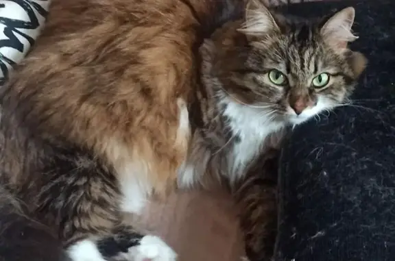 Пропала кошка, улица Новая Заря, 9, Новосибирск - photo