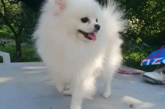 Пропала собака, Центральная улица, Петровский - photo