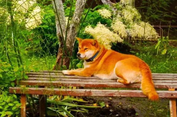 Пропала собака, 4-я линия, 8А, Александровская - рыжая - photo