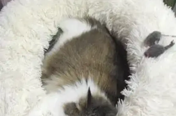 Пропала кошка, Сормовская улица, 165, Краснодар - пушистая, нуждается в лечении - photo