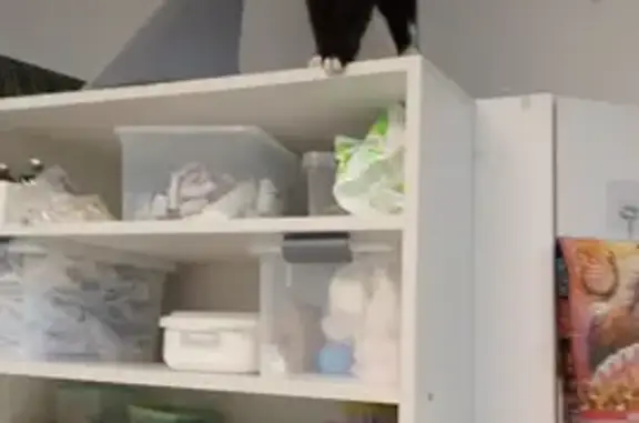 Пропала кошка, улица Молодогвардейцев, Челябинск - чёрная с белой манишкой - photo