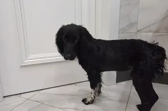 Найденные животные Невинномысск, фото: Найден собака, Совхозная улица, 63, Невинномысск - черный окрас, без ошейника