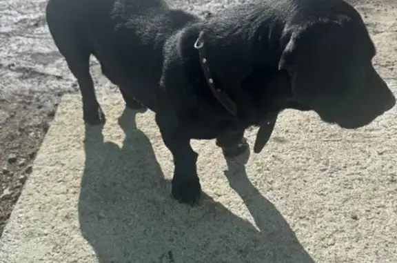 Найдена собака, Барнаул, фото: Найден собака, улица Максима Горького, 61, Барнаул - черный кобель с коричневым ошейником