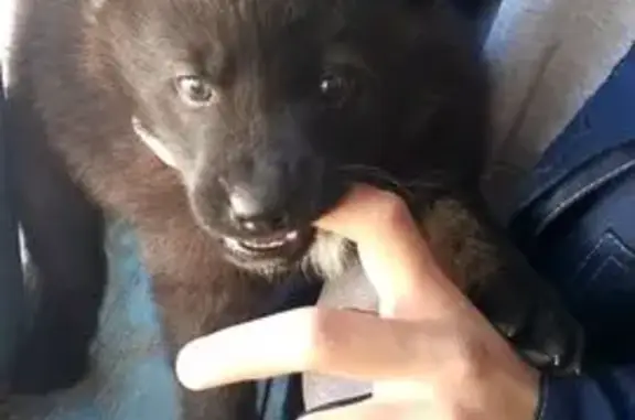 Собаки потеряшки, Томск, фото: Потеряшка собака, Большая Каштачная улица, 329/1, Томск - черный с белым пятном