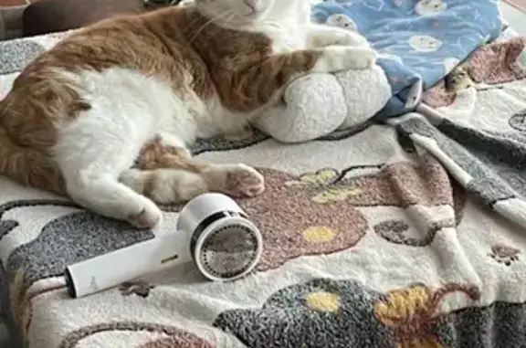 Пропала кошка, улица Комсомольцев Подпольщиков, 60, Гатчина - рыжий наполовину, наполовину белый - photo