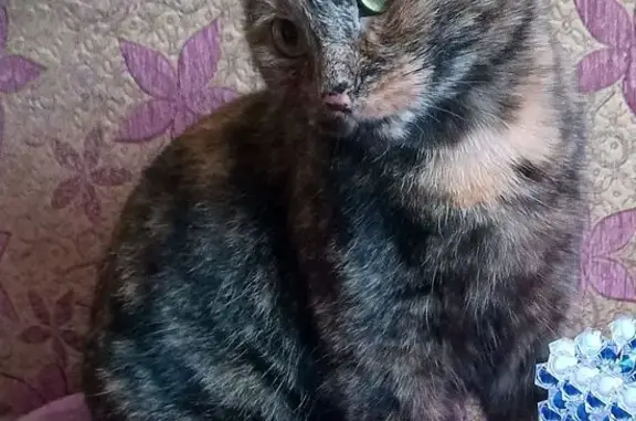 Пропала кошка, Ленинградский проспект, 367, Архангельск - трёхцветная с розовым носиком - photo