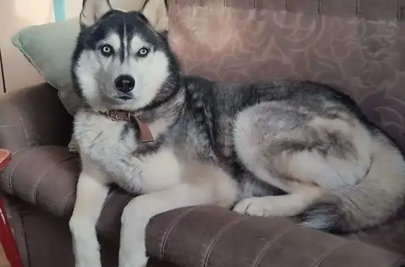 Пропала собака, Выставочная улица, 16, Краснодар - светлокоричневый ошейник - photo