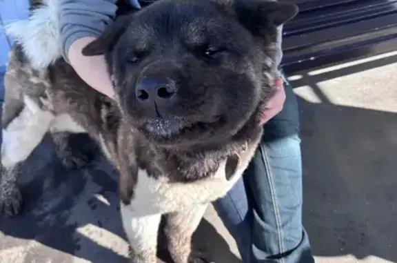 Найдена собака, Нижний Новгород, фото: Найден собака, набережная Гребного канала, 15, Нижний Новгород - молодой кобель в ошейнике