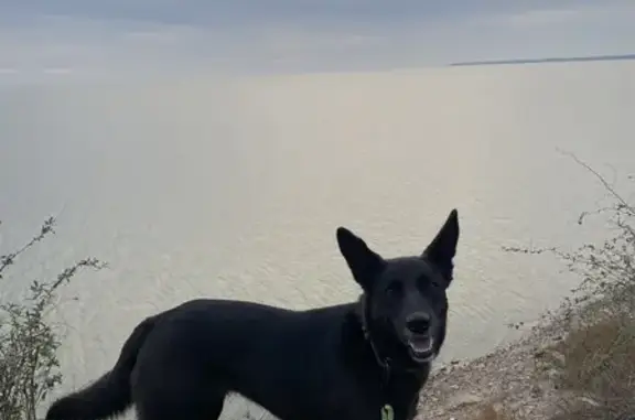 Пропала собака, 1-я Надгорная улица, 1, Таганрог - черно-зеленый ошейник - photo