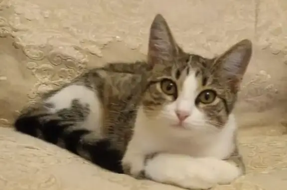 Пропала кошка, Псекупская улица, Горячий Ключ - стерилизованная, крупная - photo