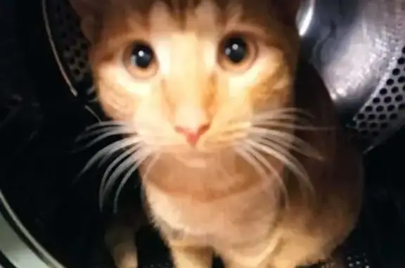 Пропала кошка, улица Максима Горького, 33, Тула - photo