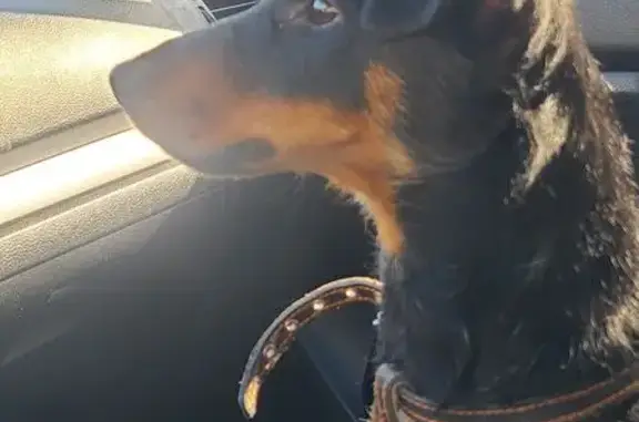 Найдена собака, Саранск, фото: Найдена собака, улица Энгельса, 19, Саранск - ягдтерьер с копированным хвостом