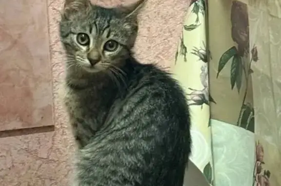 Пропала кошка, Провиантская улица, 7, Саратов - серая полосатая, полгода - photo