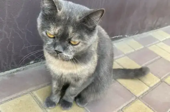 Пропала кошка, Подлесная улица, 142А, Новая Усмань - откликается на Муся - photo