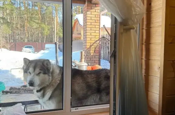 Пропал собака, 4, Пенза - аляскинский маламут, похож на волка - photo