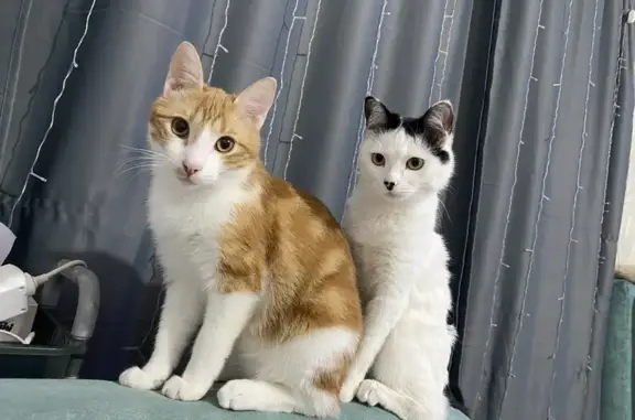 Пропал кот, Комсомольская улица, 65/2, Комсомольск-на-Амуре - рыжо-белый, пугливый - photo