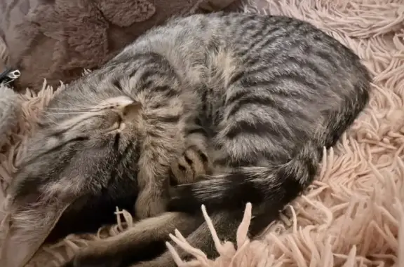 Пропала кошка, Провиантская улица, 7, Саратов - серая в полоску - photo