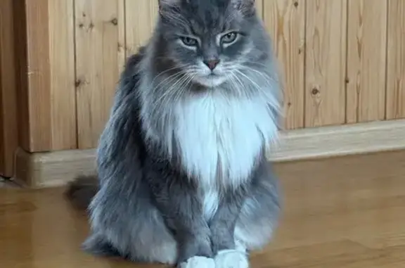 Кошки потеряшки, Терпигорьево, фото: Потеряшка кот, Прибрежная улица, Терпигорьево - серый с белыми носочками