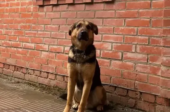 Пропал собака, улица Труда, 87/1, Краснодар - откликается на «Космос» - photo