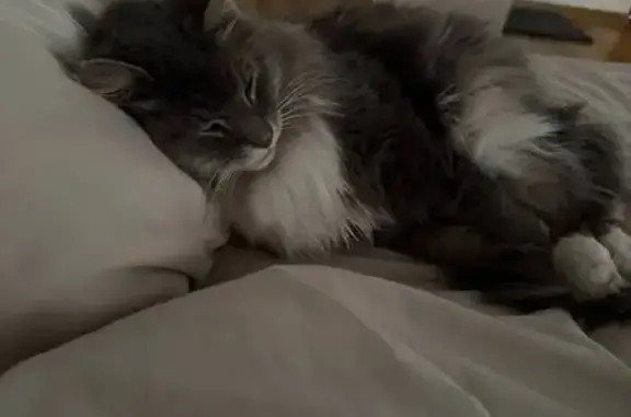 Кошки потеряшки, Терпигорьево, фото: Потеряшка кот, 26, Терпигорьево