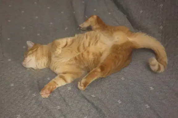 Пропал кот, улица Халтурина, Петергоф - рыжий с полосками, в черном ошейнике - photo