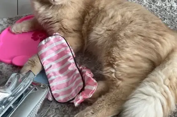 Кошки потеряшки, Нагаево, фото: Потеряшка кот, Космическая улица, 123, Нагаево - рыжий, пушистый