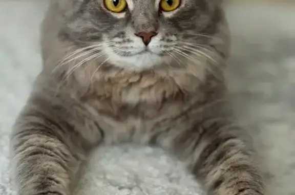 Кошки потеряшки, Волгоград, фото: Потеряшка кот, улица Салтыкова-Щедрина, 2, Волгоград