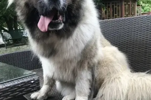 Пропала собака, Советский проспект, 24 литВ, Сестрорецк - кавказская овчарка с белым пятнышком на носу - photo