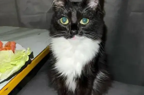 Пропала кошка, улица Беляева, 6, Каменск-Уральский - черно-белая с длинными волосами на лапках - photo