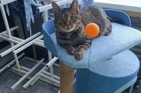 Пропала кошка, Октябрьская улица, 27, Вологда - полосатая 