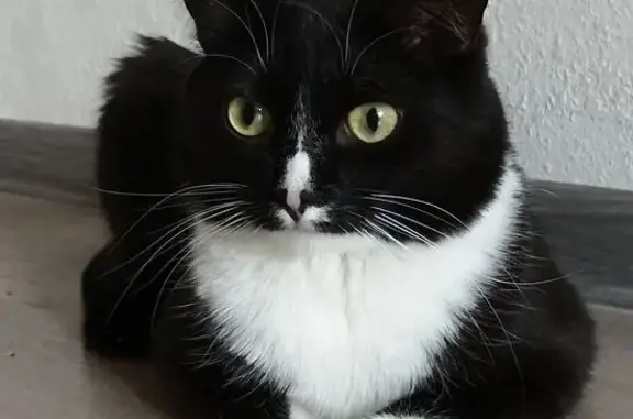 Пропала кошка, Малобрусянское - черно-белый окрас, очень пугливый - photo