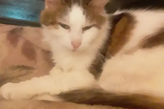 Кошки потеряшки, Подпорожье, фото: Потеряшка кошка, Комсомольская улица, 5, Подпорожье