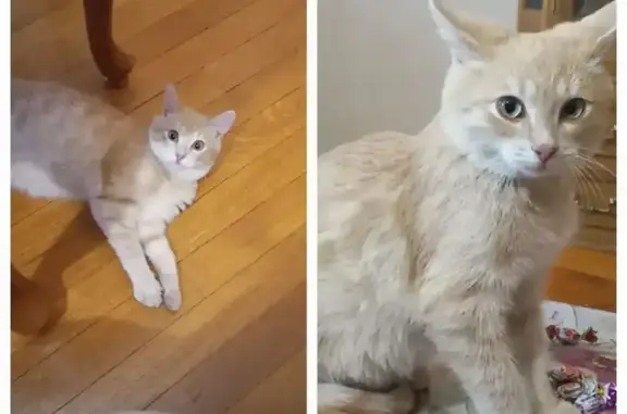 Пропала кошка, мужской, Радужная улица, Москва - кастрированный, 10 месяцев - photo