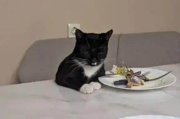 Пропала кошка, Московский проспект, 201, Санкт-Петербург - черный с белым пятном под носом - photo