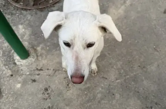 Найдена собака, Томск, фото: Найдена собака, улица Андрея Крячкова, Томск