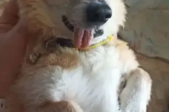 Пропал собака, 10-й Нижний Черешневый проезд, Саратов - рыженький возрастной пёсик - photo