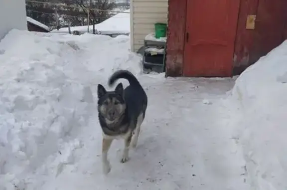 Пропала собака, улица Зенцова, 105, Уфа - photo