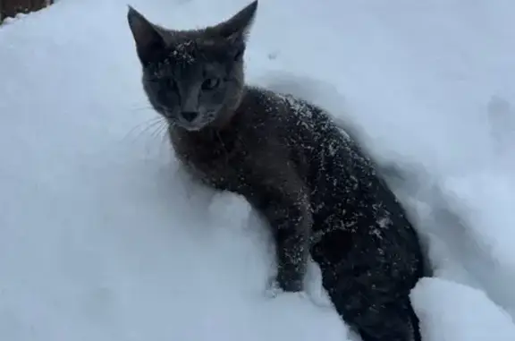 Кошки потеряшки, Пермь, фото: Потеряшка кот, Дошкольная улица, 46, Пермь - полосатый хвост