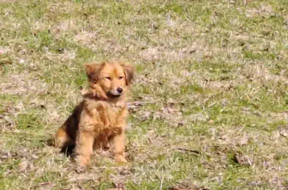 Собаки потеряшки, Калининград, фото: Потеряшка собака, набережная Генерала Карбышева, Калининград - рыжая девочка с оранжевым ошейником