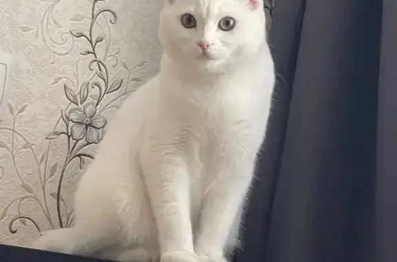 Пропала кошка, улица Миронова, 2А к3, Иркутск - photo