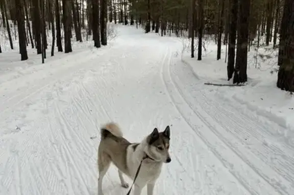 Пропала собака, Степная улица, 65, Лебяжье - photo