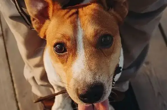 Собаки потеряшки, Истра, фото: Потеряшка собака, 46Н-02903, Истра - рыже-белый Джек-рассел терьер