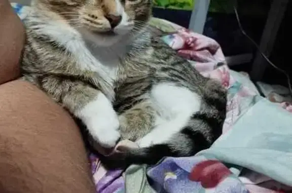 Пропала кошка, улица Гагарина, 26, Каменск-Уральский - трёхшёрстная и ласковая - photo