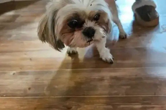 Найдена собака, Ярославль, фото: Найден собака, Магистральная улица, 76, Ярославль